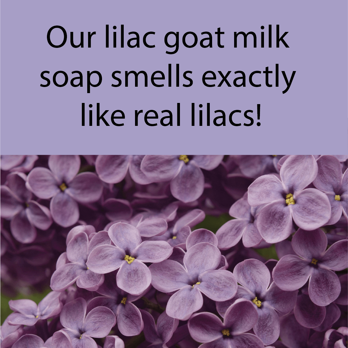 Lilac Hand Soap for Dry Skin by Joy Lane Farm