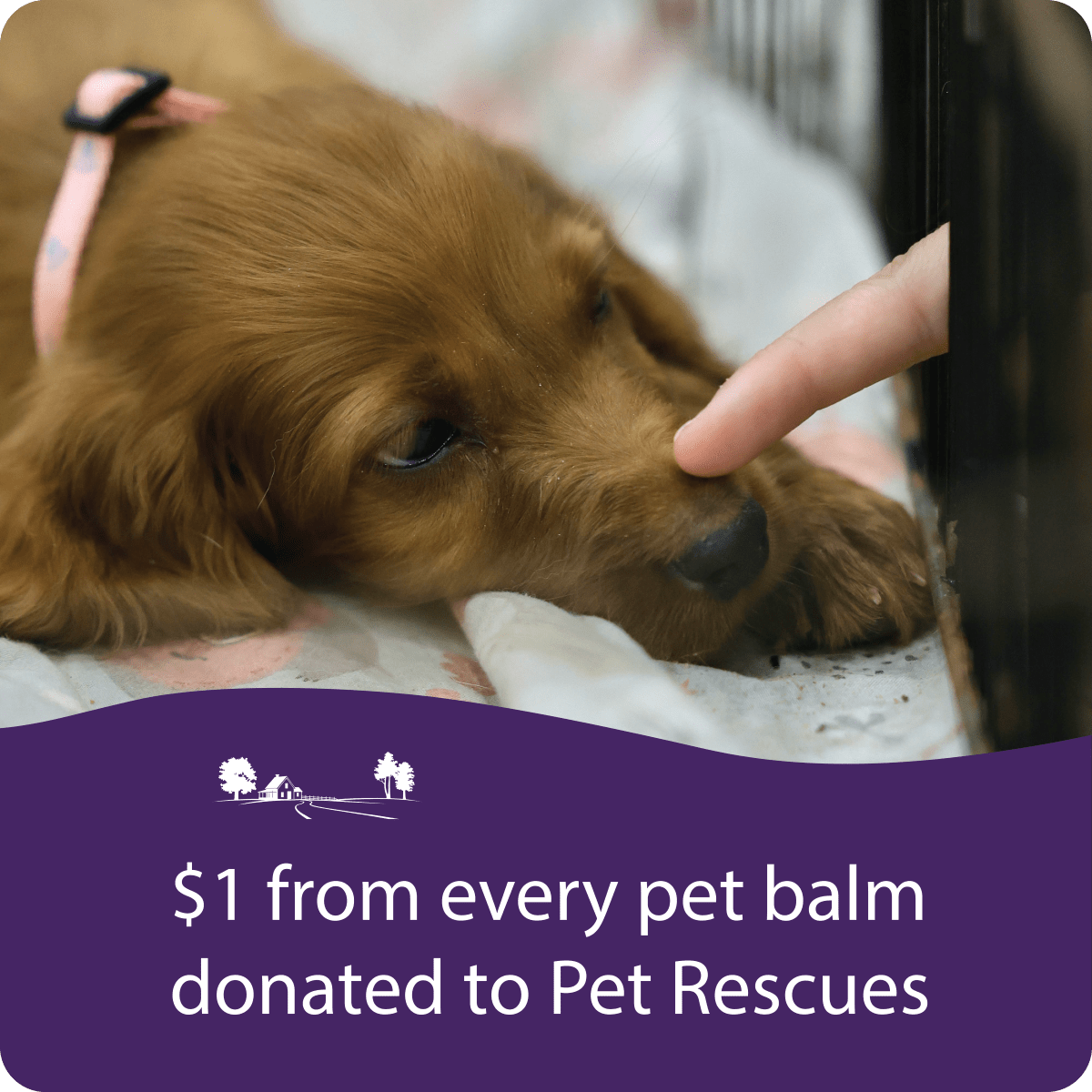Pet Balm