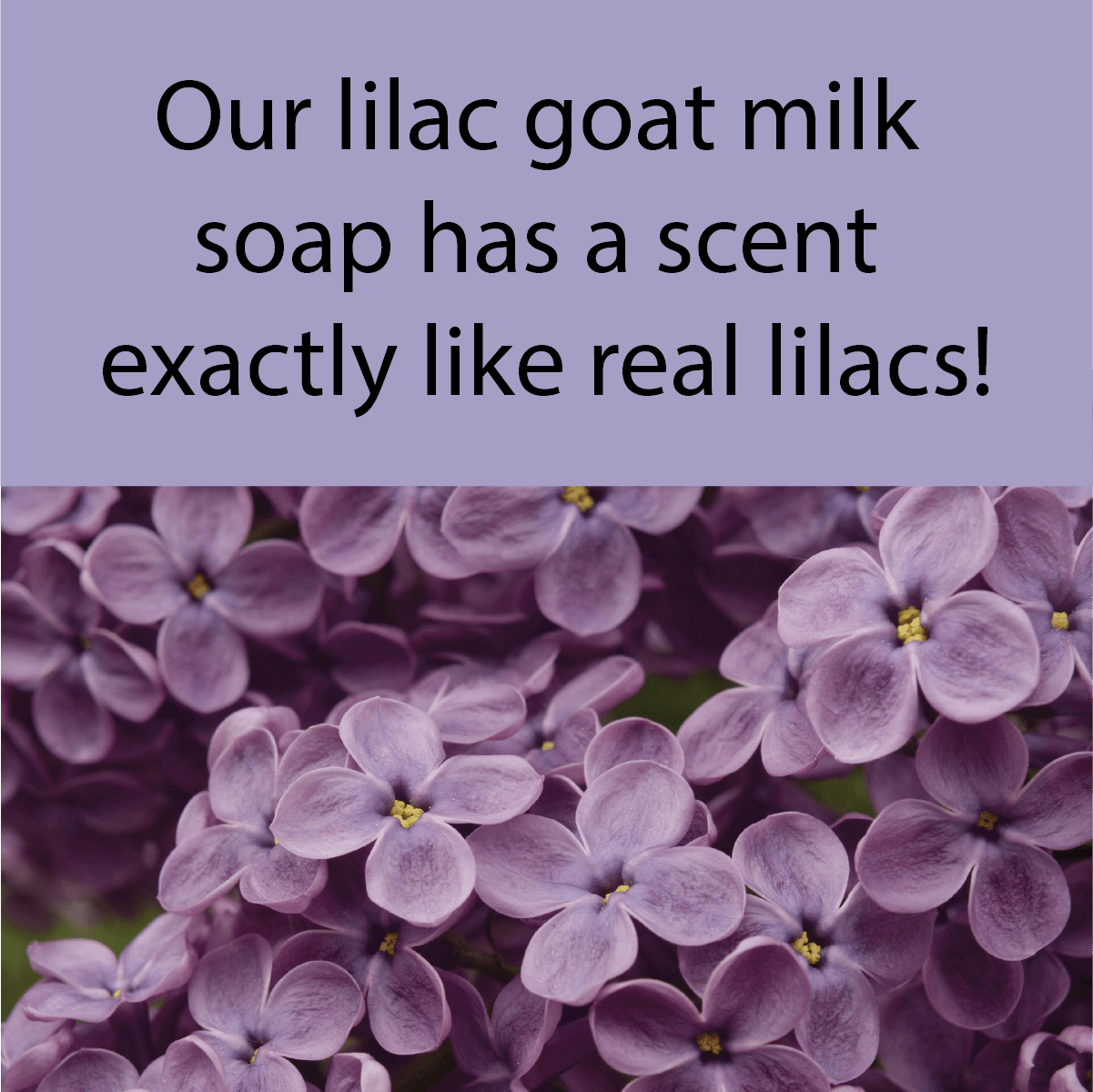 Lilac Hand Soap for Eczema by Joy Lane Farm