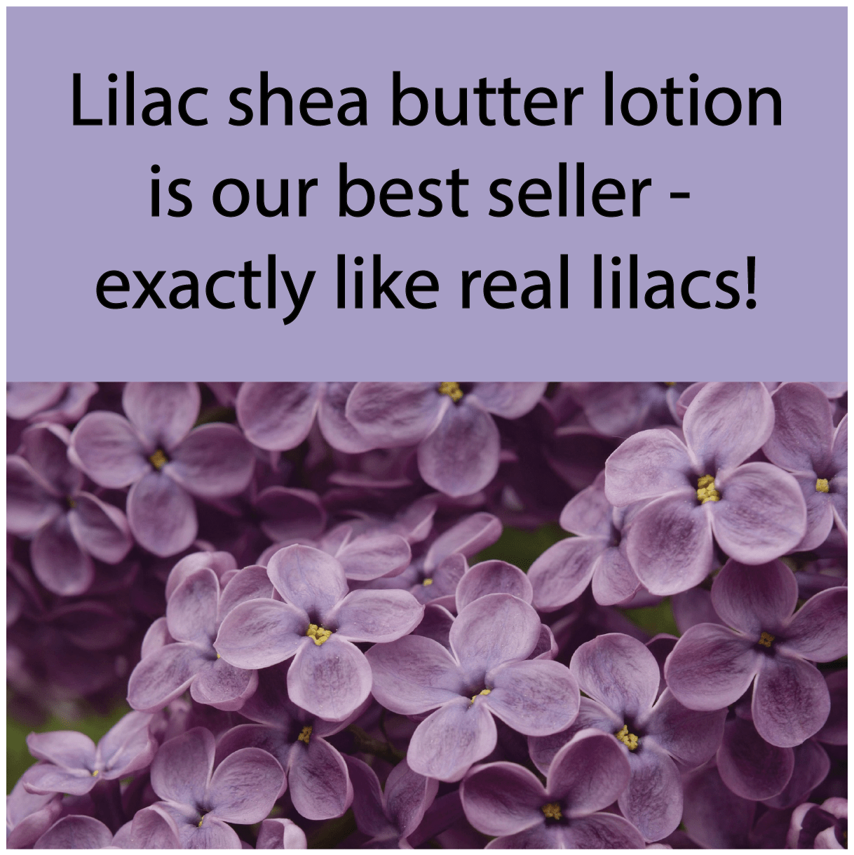Lilac Shea Butter Lotion
